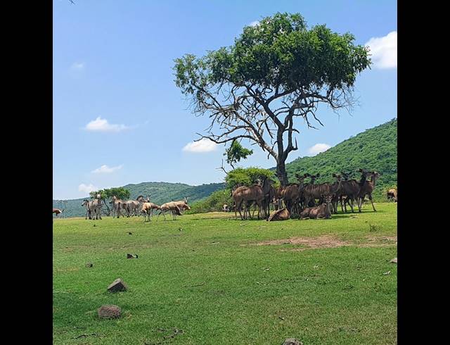 20,000,000M² FARM FOR SALE IN ESTCOURT RURAL